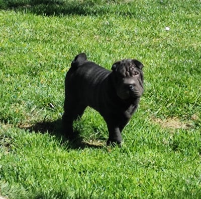 Les chiots de Shar Pei