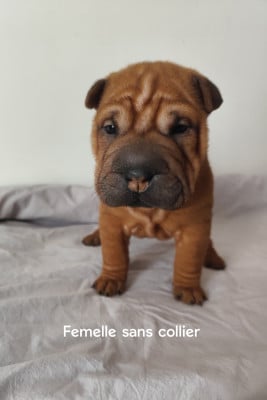 Les chiots de Shar Pei
