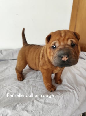 Les chiots de Shar Pei
