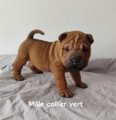 Les chiots de Shar Pei