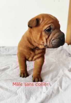 Les chiots de Shar Pei