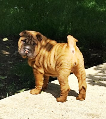 Les chiots de Shar Pei