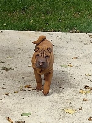 Les chiots de Shar Pei