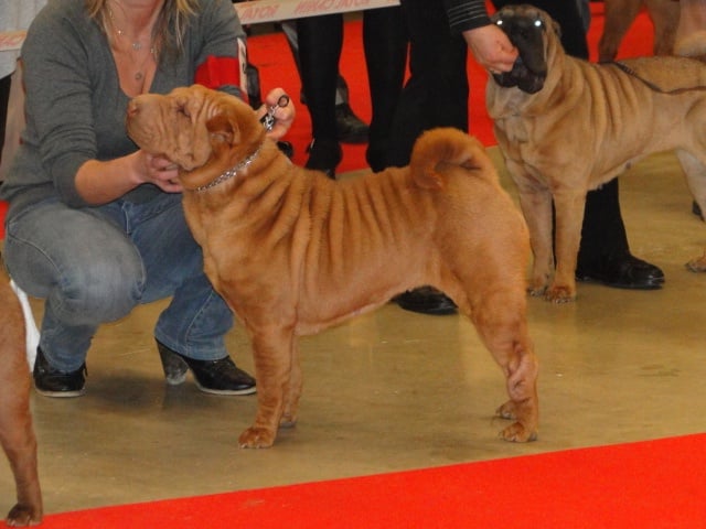 Délice Du grand baronnet - Excellent