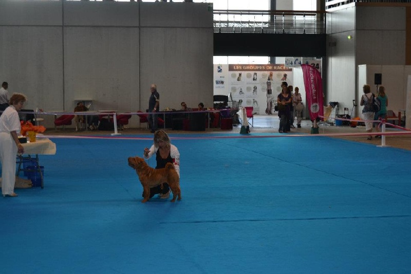 Délice Du grand baronnet - excellente en classe ouverte