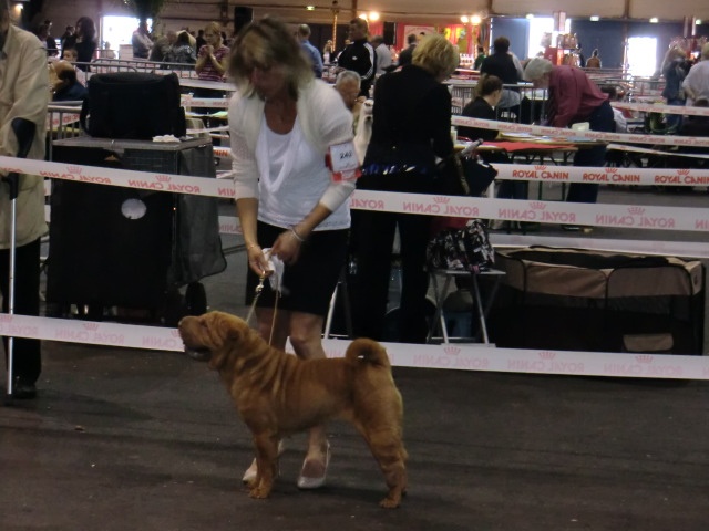 Délice Du grand baronnet - CACS 1ère excellente