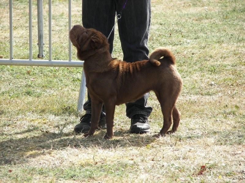 Danette brownies du Bouquet d'Epices - 2ème Excellent