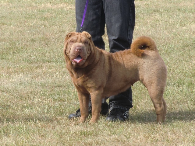 Danette brownies du Bouquet d'Epices - CACS 1ère excellent