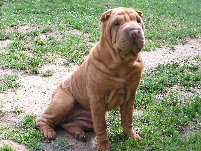 Délice Du grand baronnet - 1ère excellente MEILLEUR JEUNE