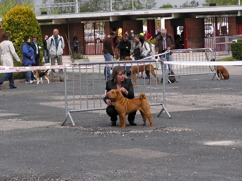 Délice Du grand baronnet - 1ère très bon