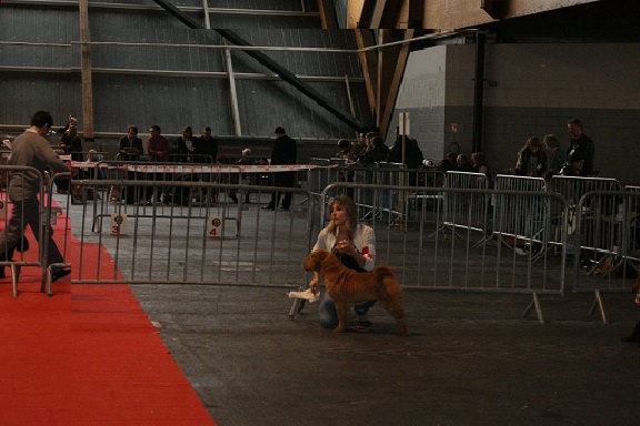 Délice Du grand baronnet - 3ème excellent