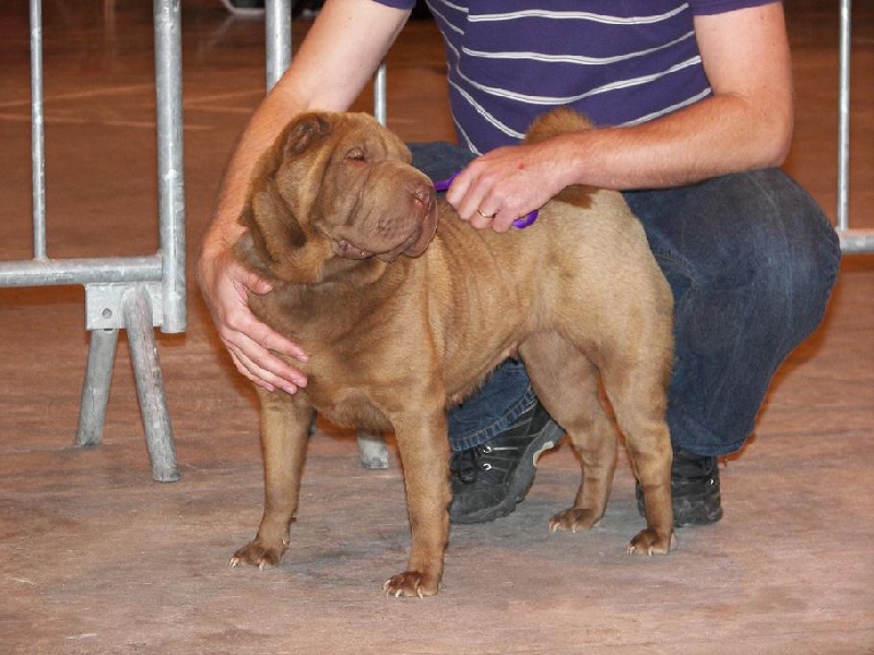 Danette brownies du Bouquet d'Epices - 3ème Excellent