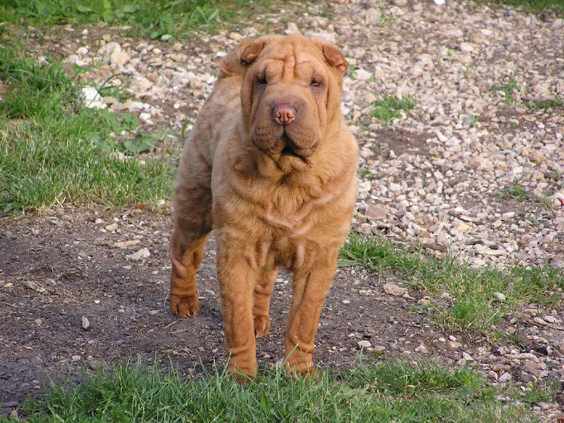 Délice Du grand baronnet - Très prometteur classe puppy