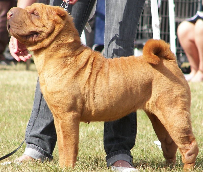 Délice Du grand baronnet - R-CACS - 2ème excellent