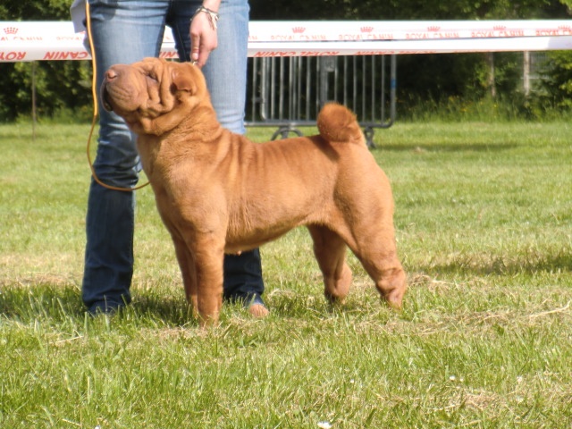 Délice Du grand baronnet - 3ème très bon