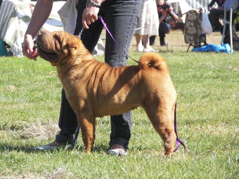 Délice Du grand baronnet - 1ère Excellente
