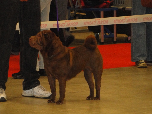 Danette brownies du Bouquet d'Epices - Excellent