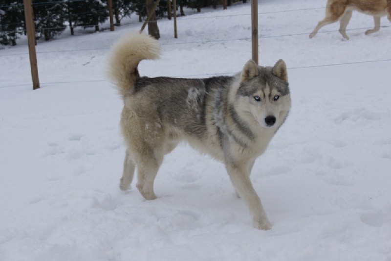 Publication : of Arctic Glance Auteur : Laetitia Rietsch