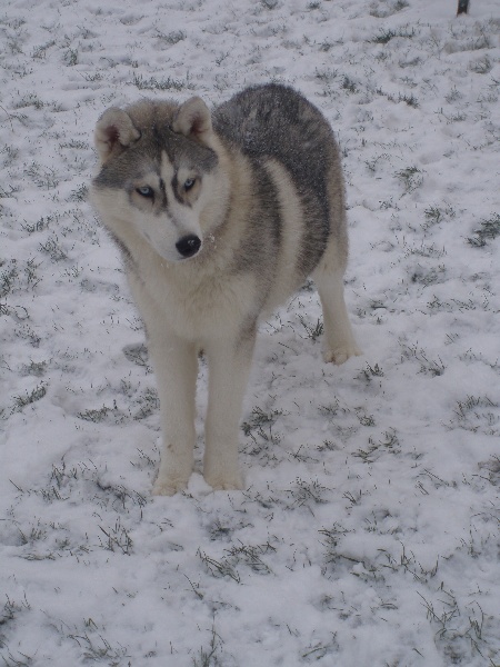 Publication : of Arctic Glance Auteur : Laetitia Rietsch