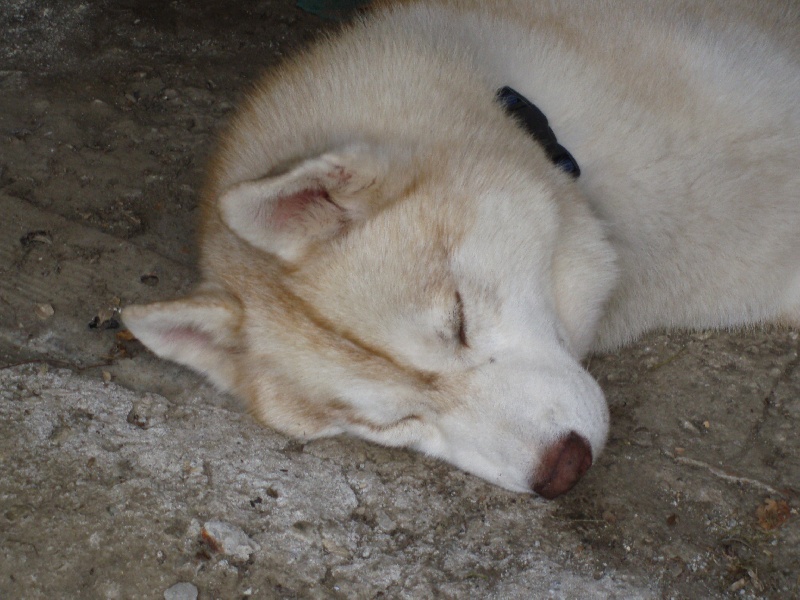 Publication : of Arctic Glance Auteur : Laetitia Rietsch