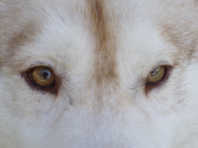 Publication : of Arctic Glance Auteur : Laetitia Rietsch