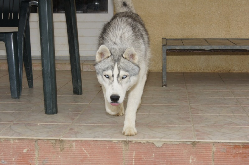 Publication : of Arctic Glance Auteur : Laetitia Rietsch