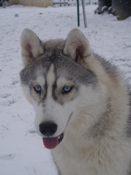 Publication : of Arctic Glance Auteur : Laetitia Rietsch