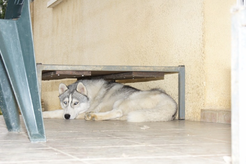 Publication : of Arctic Glance Auteur : Laetitia Rietsch