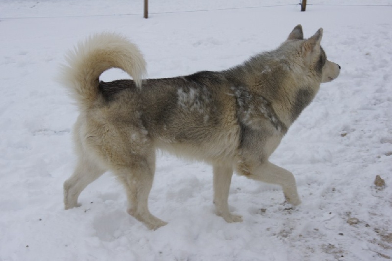 Publication : of Arctic Glance Auteur : Laetitia Rietsch