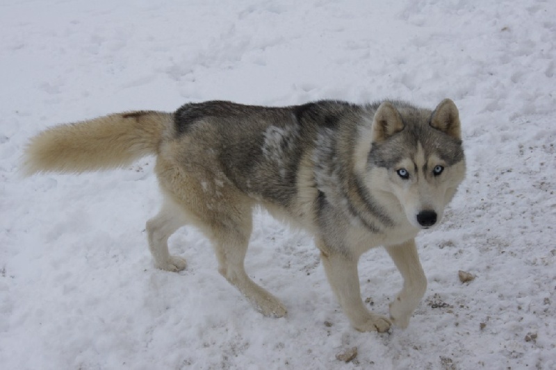 Publication : of Arctic Glance Auteur : Laetitia Rietsch