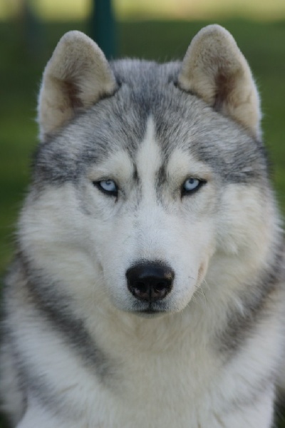 Publication : of Arctic Glance Auteur : Laetitia Rietsch