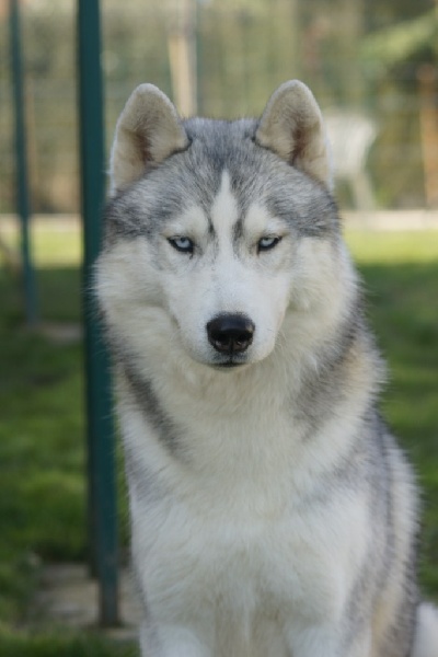 Publication : of Arctic Glance Auteur : Laetitia Rietsch