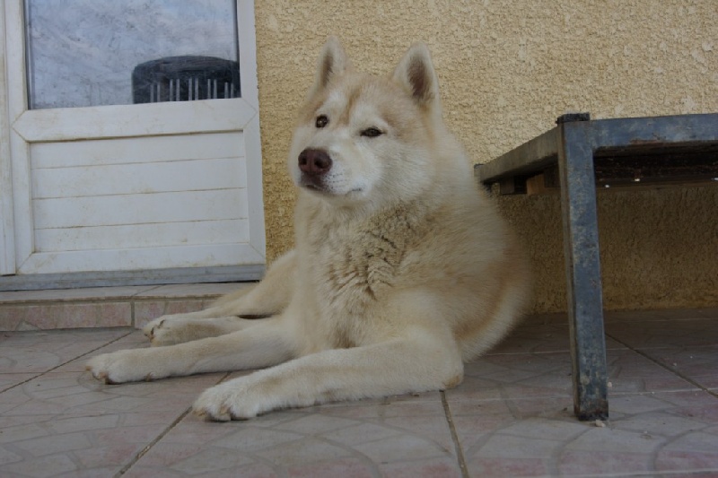 Publication : of Arctic Glance Auteur : Laetitia Rietsch