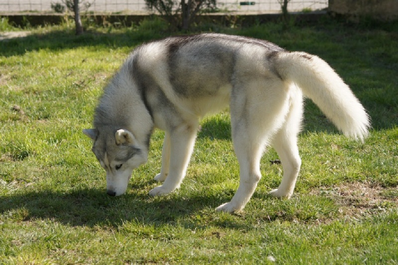 Publication : of Arctic Glance Auteur : Laetitia Rietsch