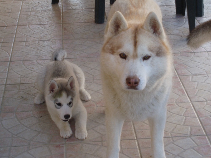 Publication : of Arctic Glance Auteur : Laetitia Rietsch