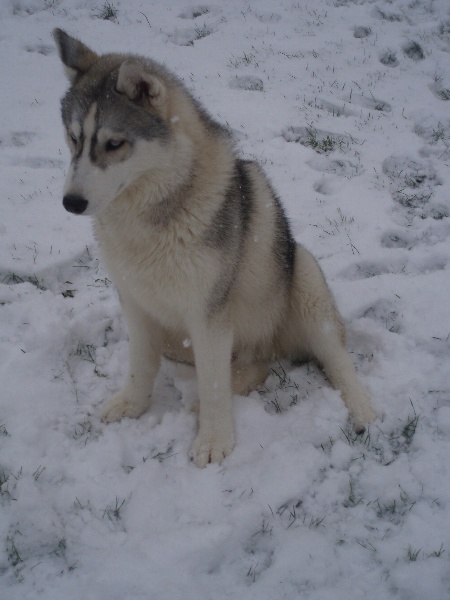 Publication : of Arctic Glance Auteur : Laetitia Rietsch