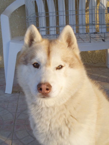 Publication : of Arctic Glance Auteur : Laetitia Rietsch