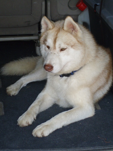 Publication : of Arctic Glance Auteur : Laetitia Rietsch