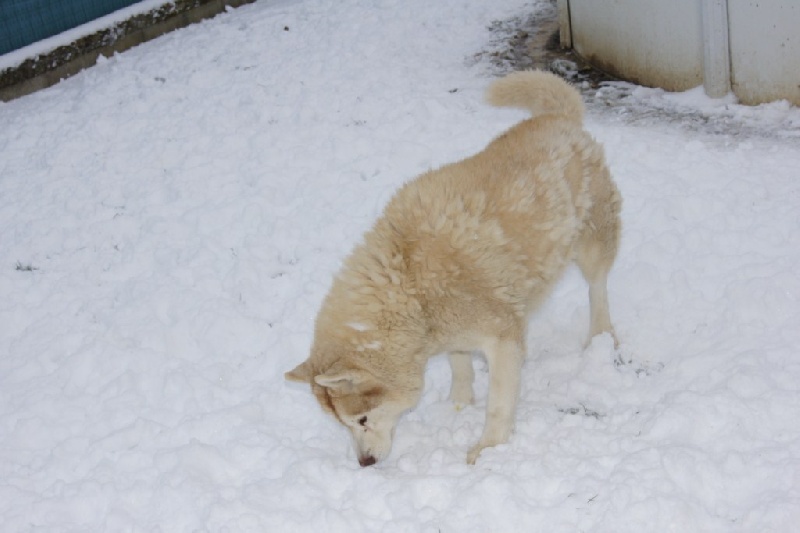 Publication : of Arctic Glance Auteur : Laetitia Rietsch
