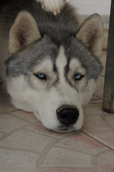 Publication : of Arctic Glance Auteur : Laetitia Rietsch