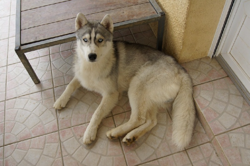 Publication : of Arctic Glance Auteur : Laetitia Rietsch