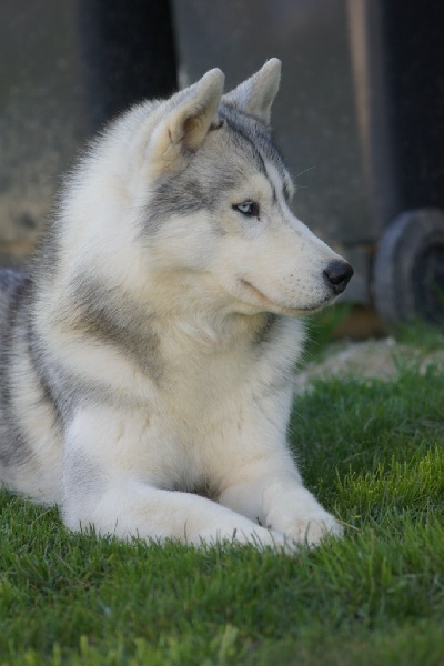 Publication : of Arctic Glance Auteur : Laetitia Rietsch