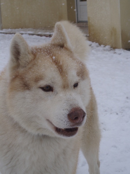 Publication : of Arctic Glance Auteur : Laetitia Rietsch