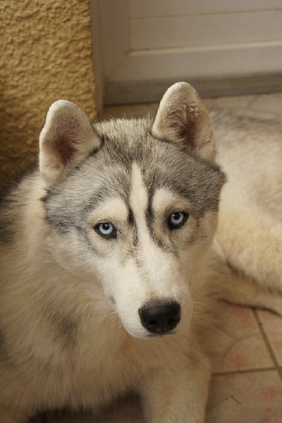 Publication : of Arctic Glance Auteur : Laetitia Rietsch