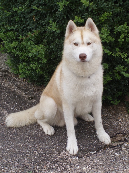 Publication : of Arctic Glance Auteur : Laetitia Rietsch