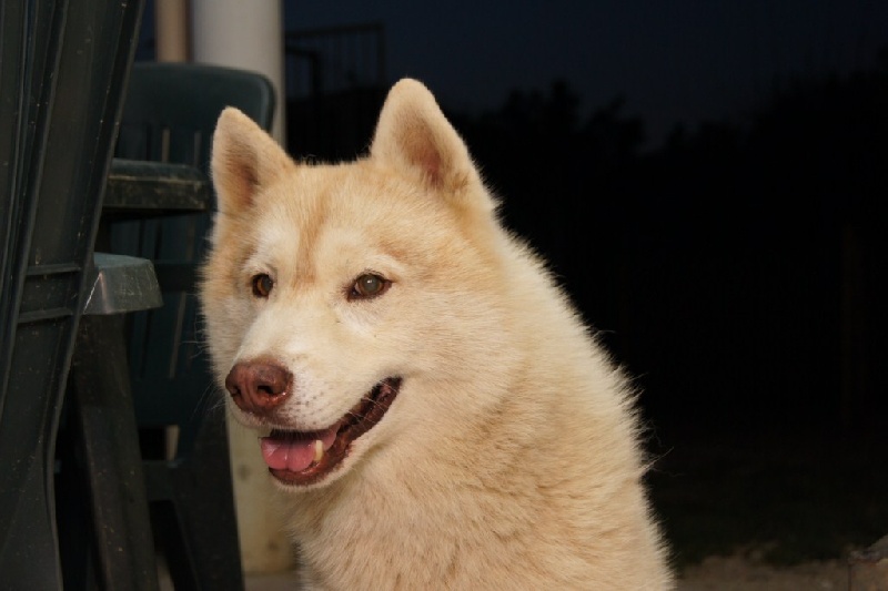 Publication : of Arctic Glance Auteur : Laetitia Rietsch