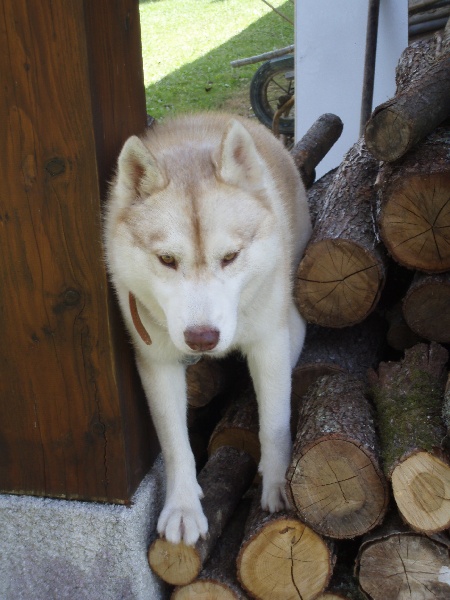 Publication : of Arctic Glance Auteur : Laetitia Rietsch