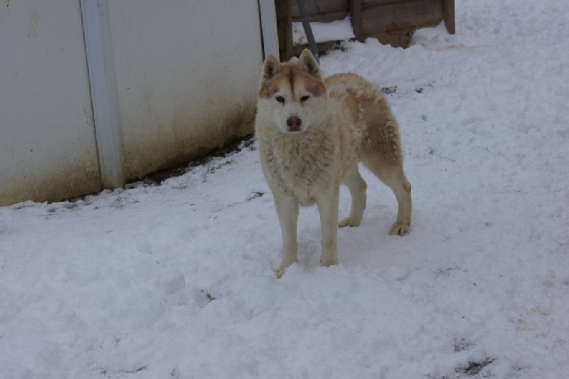 Publication : of Arctic Glance Auteur : Laetitia Rietsch