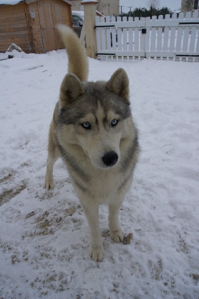 Publication : of Arctic Glance Auteur : Laetitia Rietsch