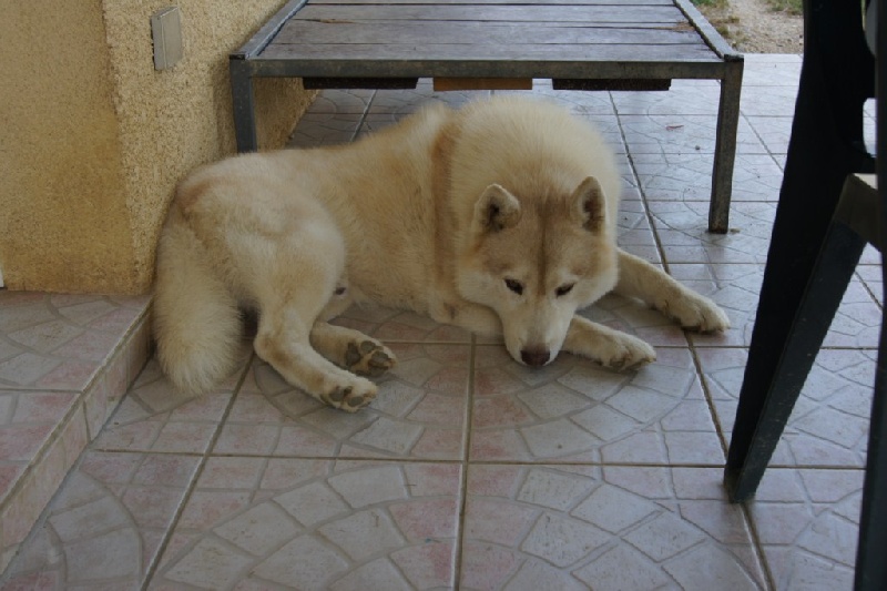 Publication : of Arctic Glance Auteur : Laetitia Rietsch